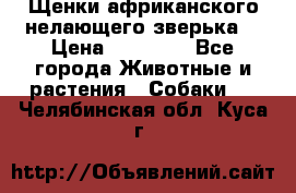 Щенки африканского нелающего зверька  › Цена ­ 35 000 - Все города Животные и растения » Собаки   . Челябинская обл.,Куса г.